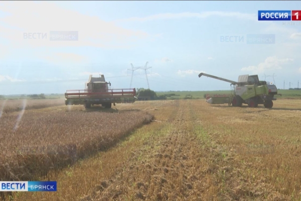 В Брянской области рекордная урожайность пшеницы