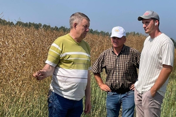 В Брянской области началась уборка рапса