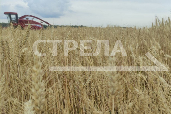 Сегодня в Кокино открывается агропромышленная выставка День Брянского поля