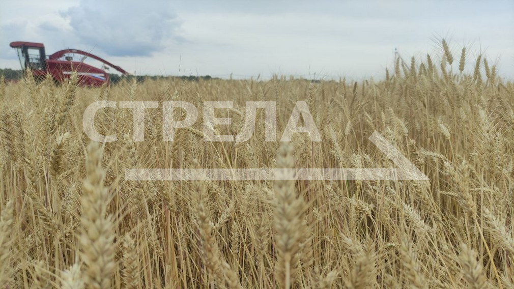 О заготовке кормов и уборке зерновых отчитались главы брянских муниципалитетов