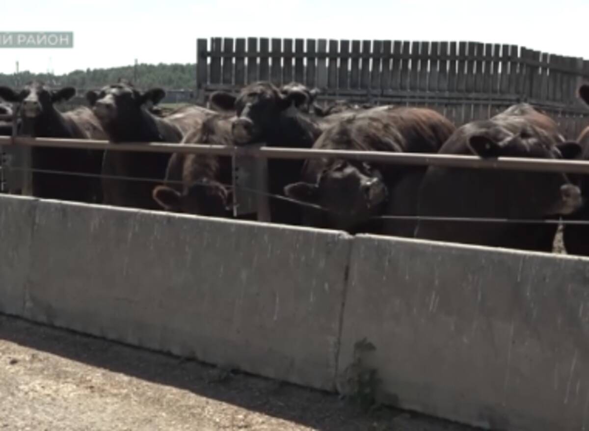 На животноводческих площадках «Мираторга» побывала  делегация аграриев из Приморья