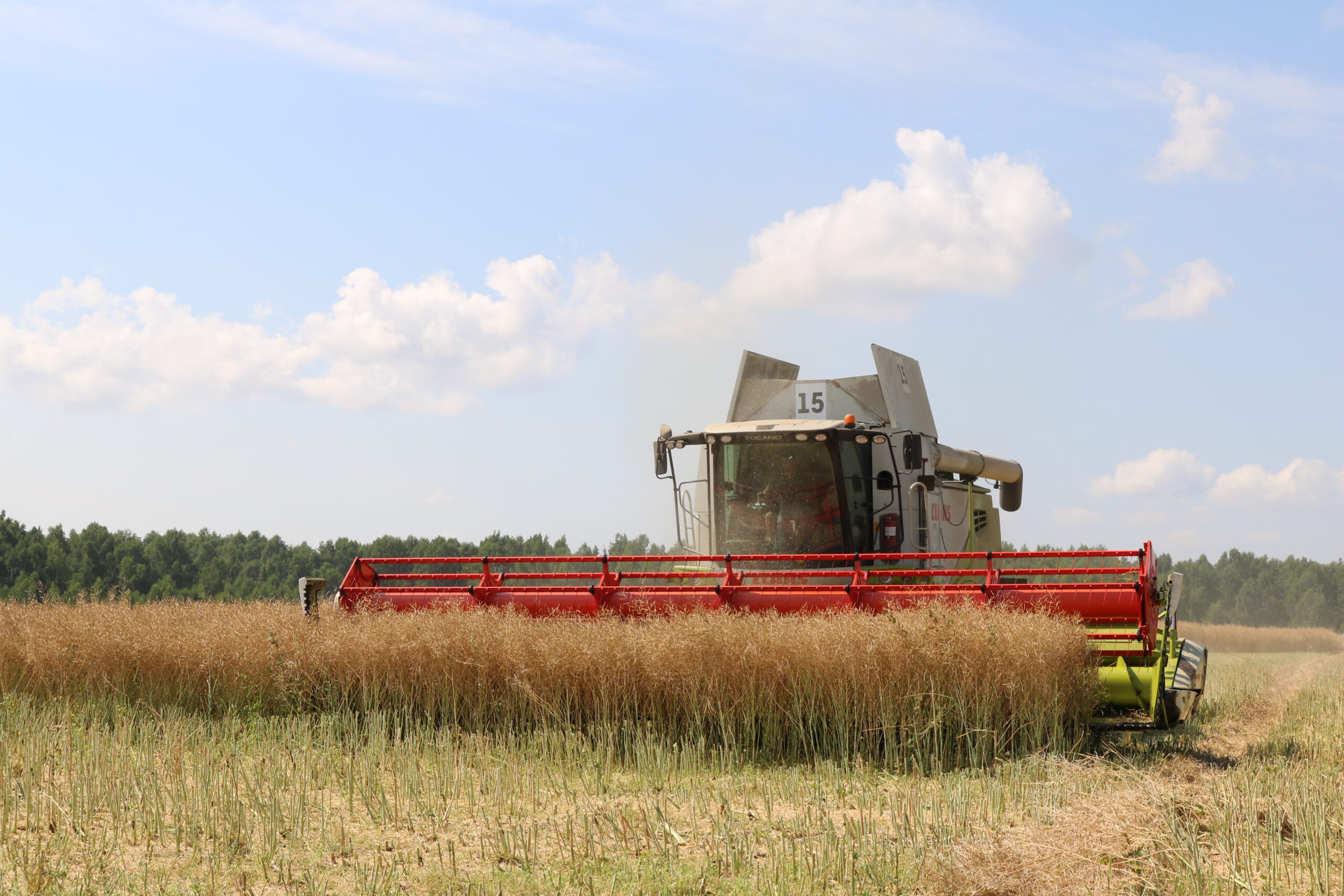 В Комаричском сельхозпредприятии ООО  «Сельхозник Тимирязевский» жатву начали с уборки рапса