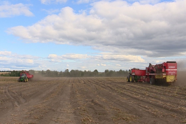 Уборка картофеля ранних сортов завершена