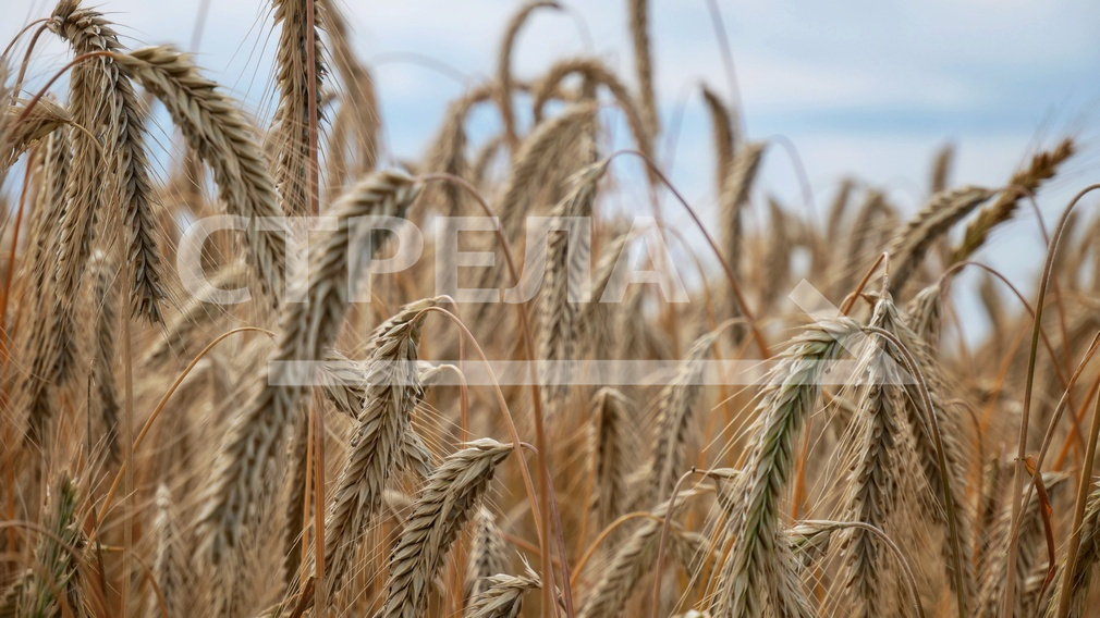 На Брянщине в Севском районе полным ходом идёт уборка урожая