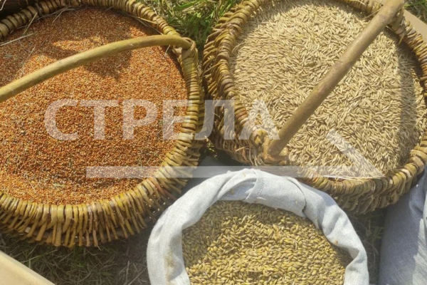 Отгрузка зерна на МЖД в брянских Комаричах составила 26 тысяч тонн