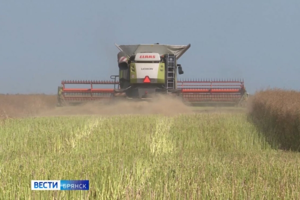 Завершается уборка рапса