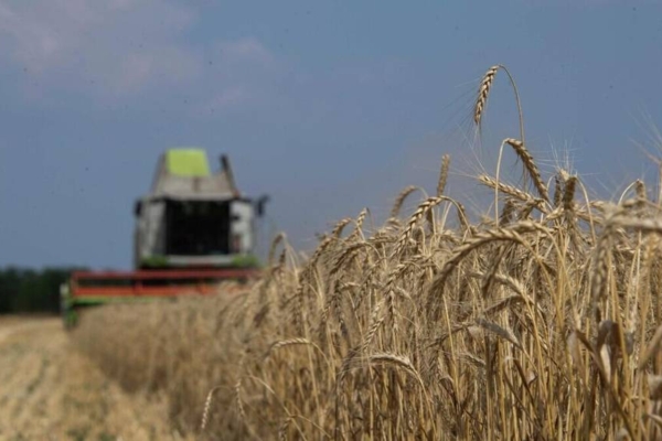 Брянские аграрии убрали зерновые на 94 процентах площади