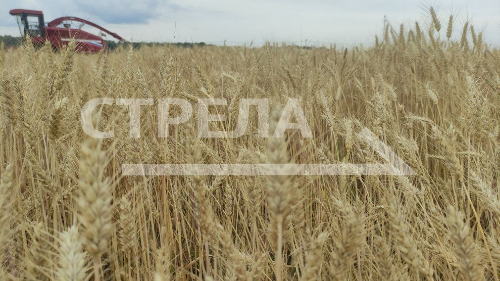 Глава Брянского региона: «По развитию сельского хозяйства мы лидеры в стране»