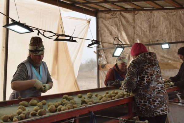 В Климовском районе Брянщины продолжают убирать картофель