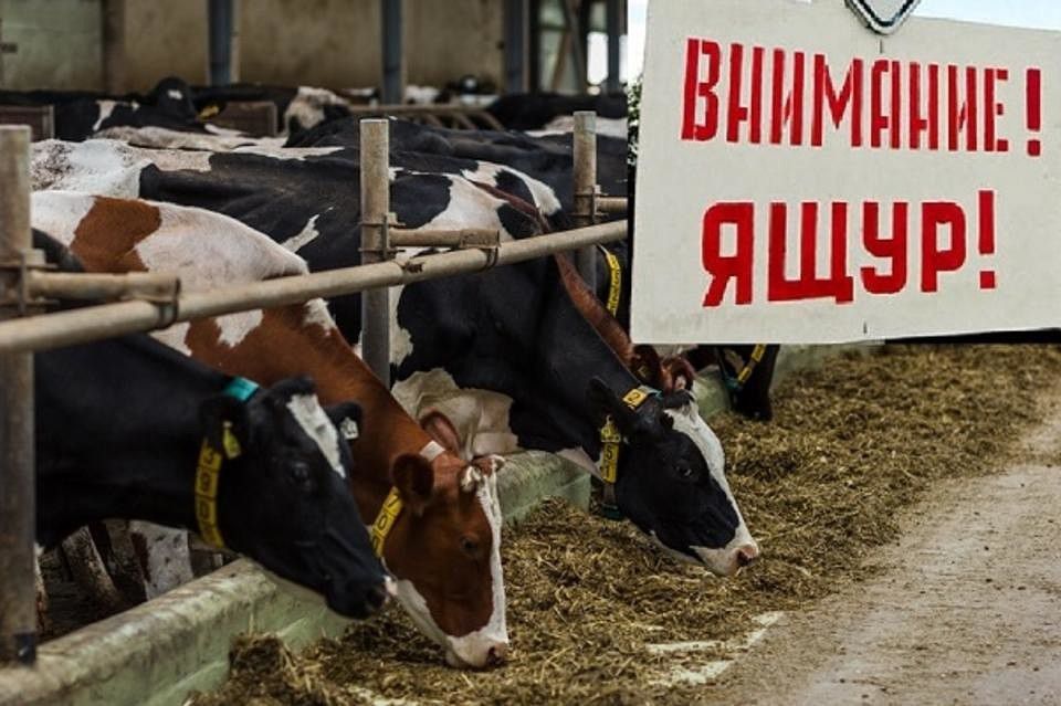 Памятка комаричанам по профилактике ящура животных