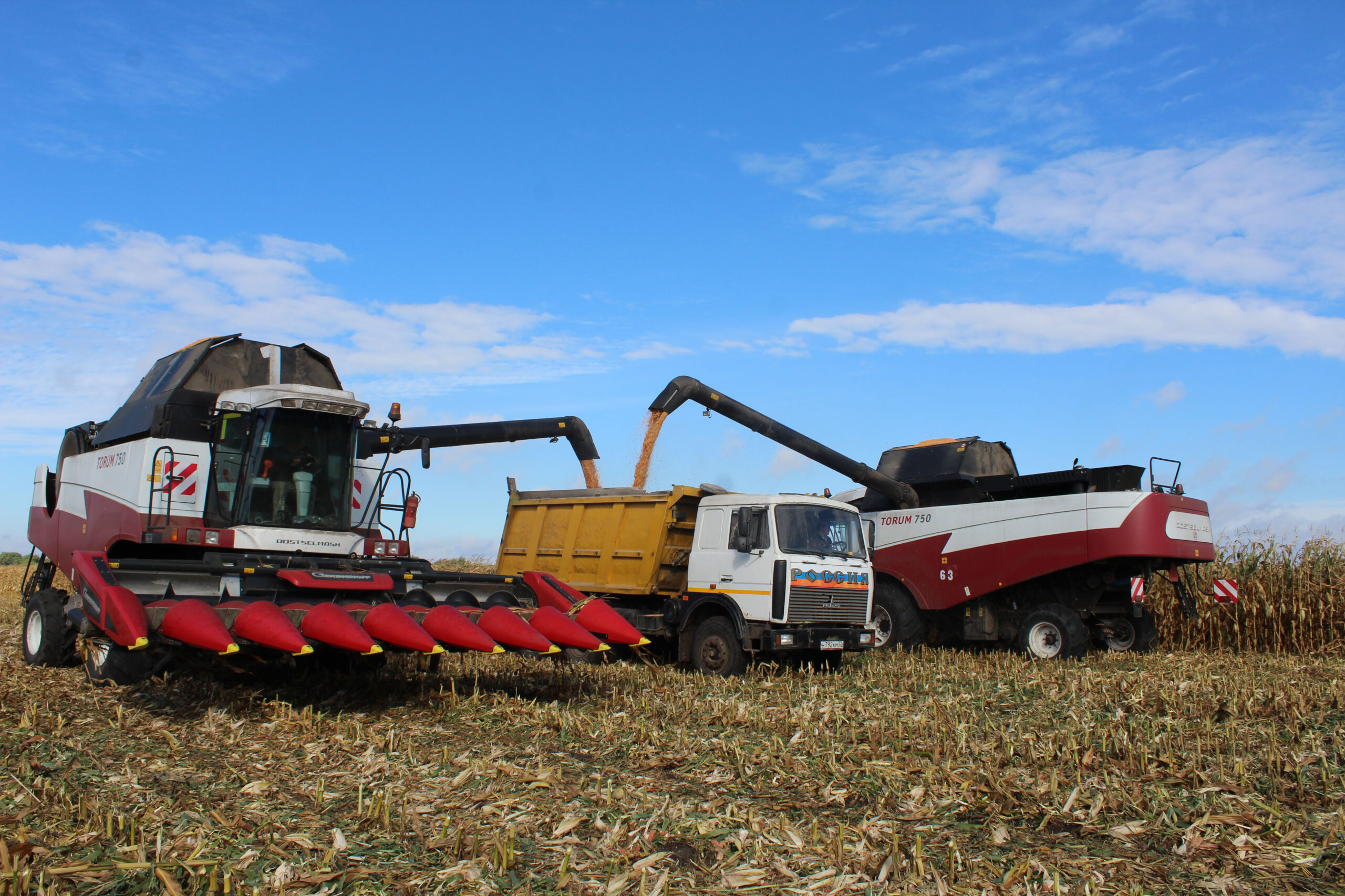 В Комаричском районе активными темпами ведется уборка кукурузы на зерно