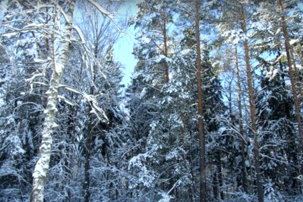 Брянский зоолог создает свою «Лесную газету» по мотивам произведений Бианки