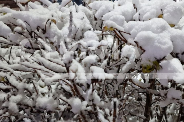 Энергетики «Брянскэнерго» оперативно ликвидируют последствия непогоды