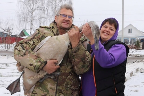 В брянском Стародубе раненный в схватке с лисой лебедь пришел к людям
