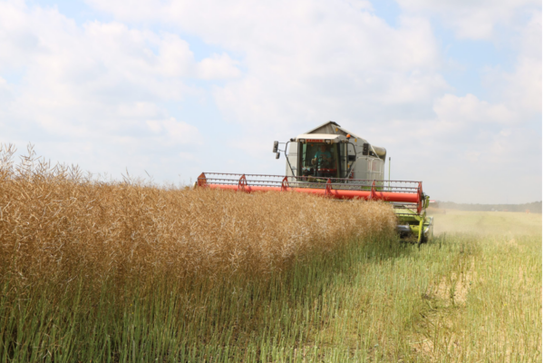 На Брянщине в 2024 году собрали 1,9 млн тонн зерна и 1,25 млн тонн картофеля