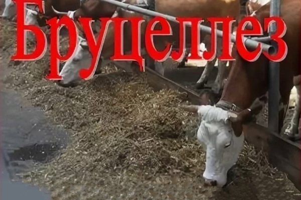 Комаричанам рассказывают о бруцеллезе животных