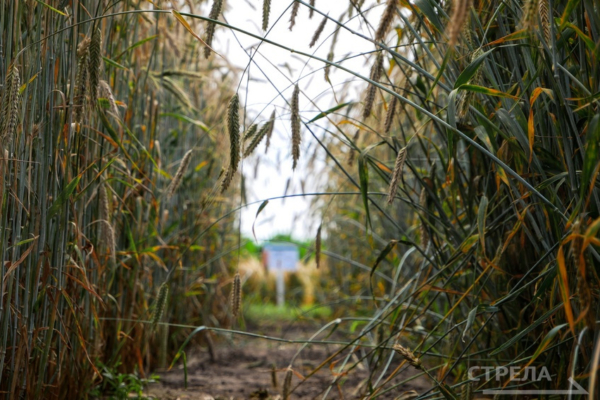 В Брянской области гранты «Агростартап» в прошлом году охватили 12 получателей