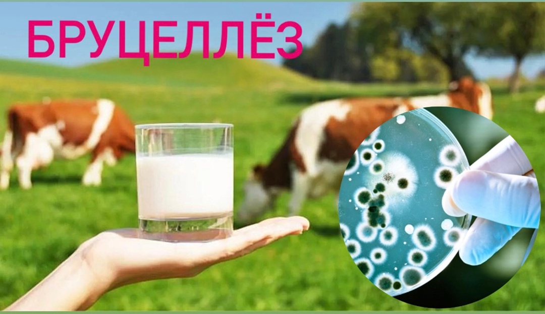 Вниманию комаричан: бруцеллез сельскохозяйственных животных