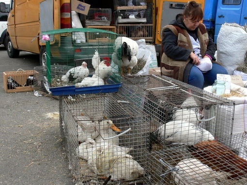 Специалисты Комаричской райветстанции рассказывают, как выбрать птицу на рынке