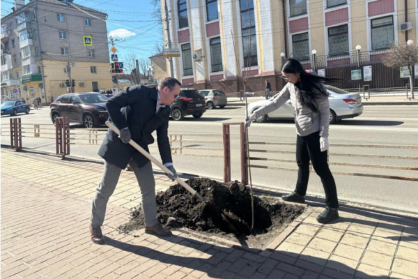 В Брянске на проспекте Ленина высадили 10 австралийских клёнов