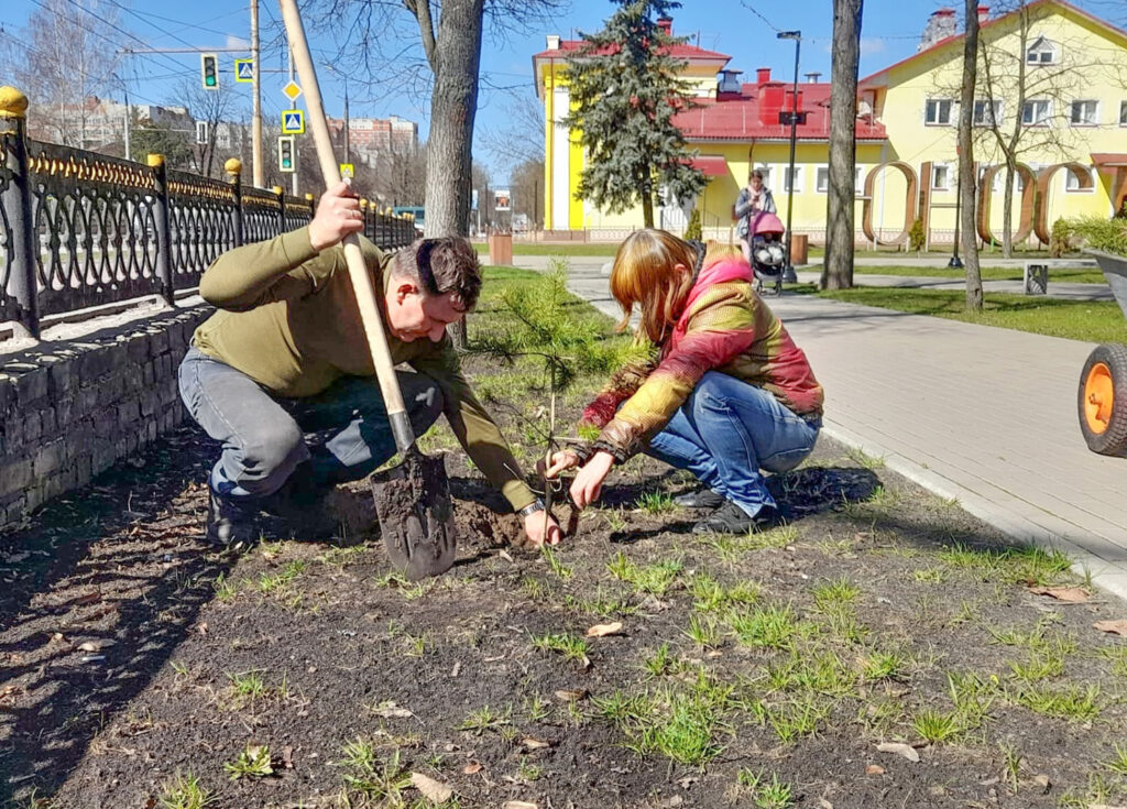 В брянских парках высадили сосны