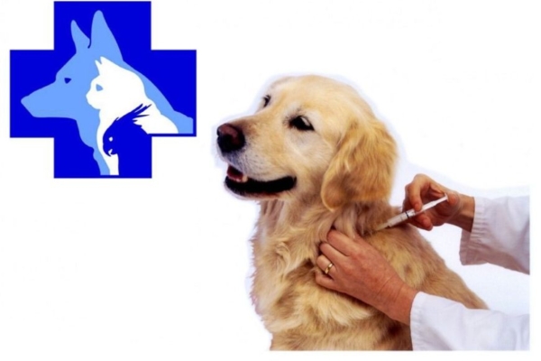 В Комаричском районе проходит месячник по профилактике бешенства