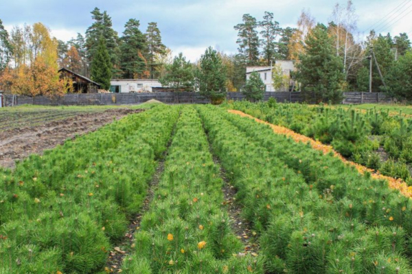 В Брянской области продолжается весенний лесокультурный сезон