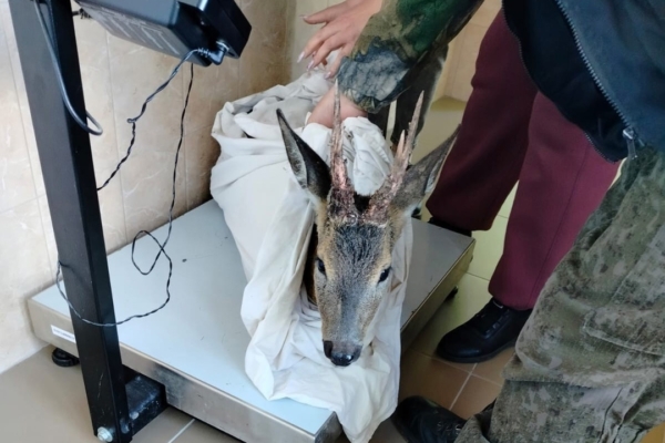 Комаричские ветеринары спасают раненую косулю