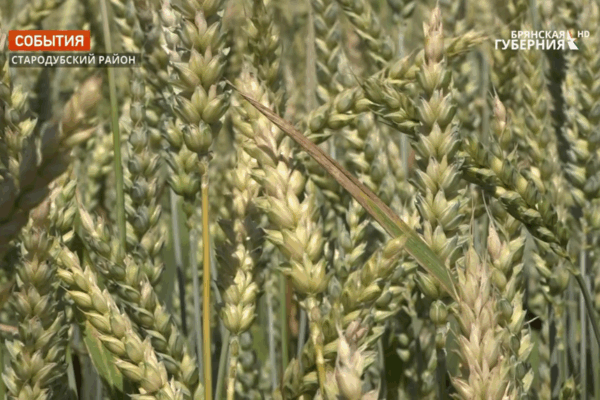 Брянские аграрии в этом году увеличили площади под яровыми зерновыми