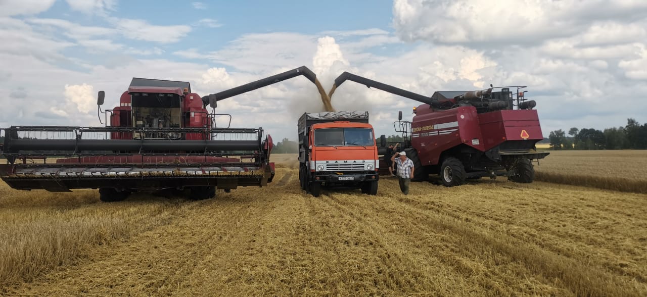 Комаричские аграрии приступили к уборке зерновых