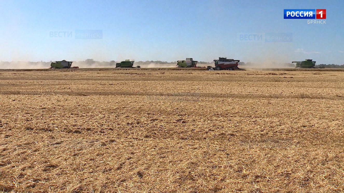 На Брянщине началась уборка озимых зерновых культур