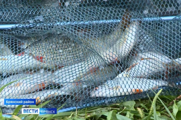 На Брянщине прошел фестиваль по любительской рыбалке