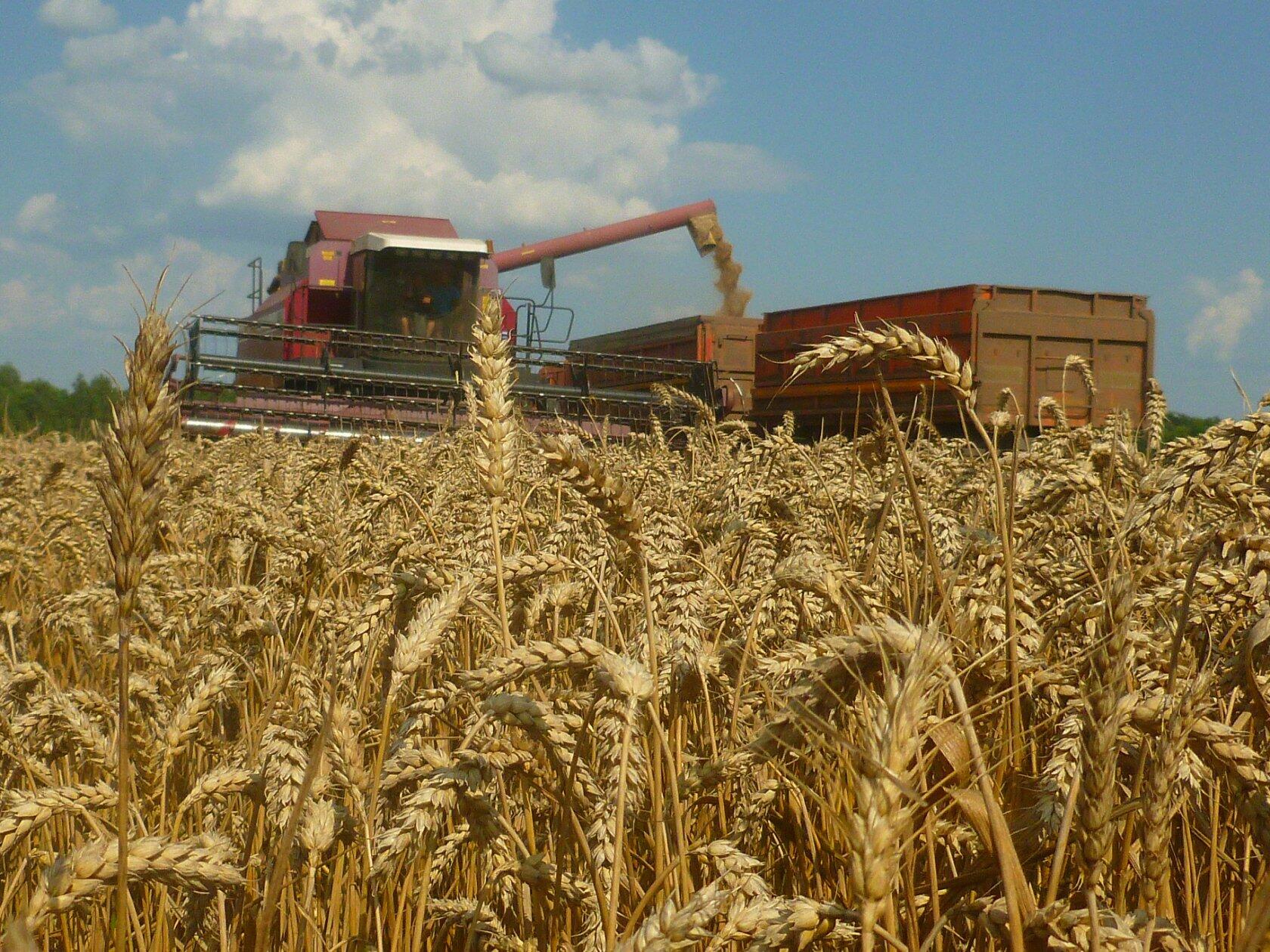 КФХ Шохин: Золотое поле – результат кропотливой работы