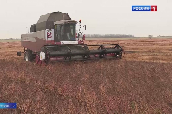 Сельхозпредприятия Брянской области начали сбор гречихи