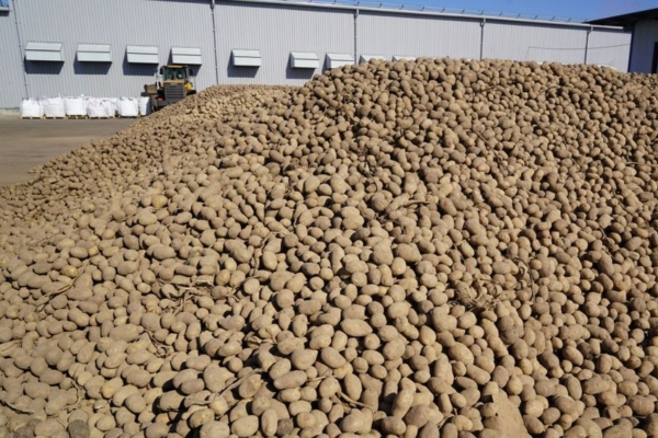 На Погарской картофельной фабрике идет строительство новых производств