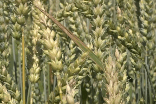 Брянские фермеры стали обладателями грантов «Агростартап» на 45,2 млн рублей