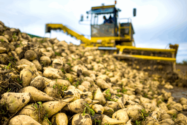 Аграрии Комаричского района начали уборку сахарной свеклы раньше запланированного срока