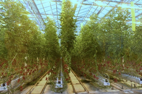 В Брянской области успешно работает тепличный комбинат «Журиничи»