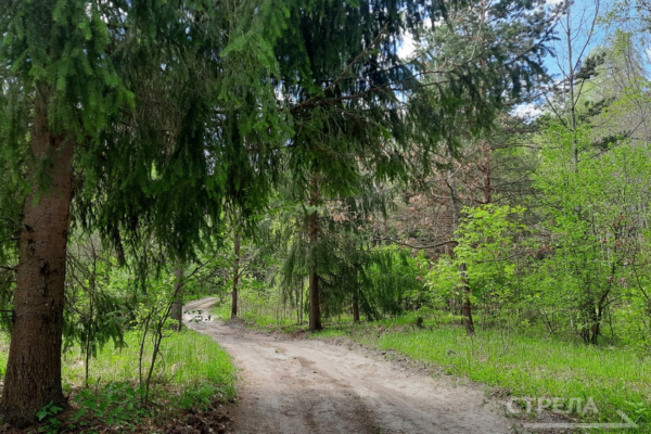 В Брянской области на «Сохранение лесов» в этом году выделят более 390 млн рублей