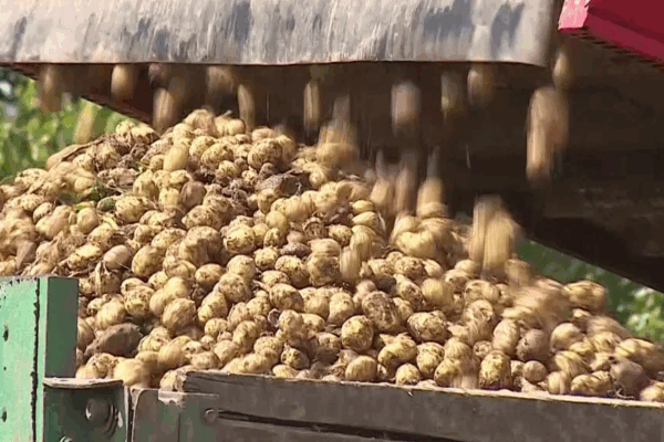 Брянские аграрии планируют собрать рекордный урожай картофеля