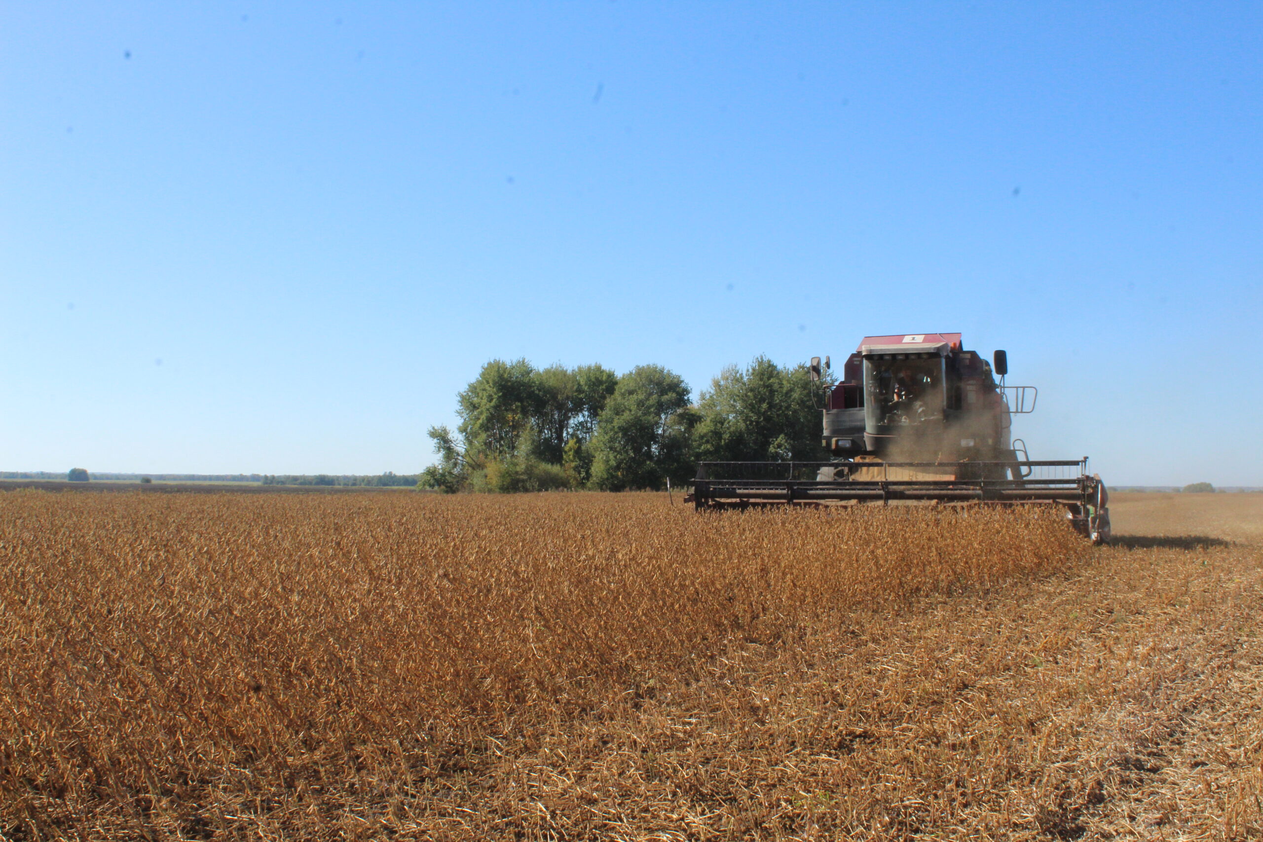 Комаричский ООО «Сельхозник Тимирязевский»: Лидер по разнообразию культур и ударной жатве
