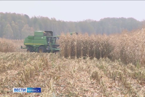 Аграрии Брянщины приступили к уборке кукурузы на зерно 14 Октябрь 2025