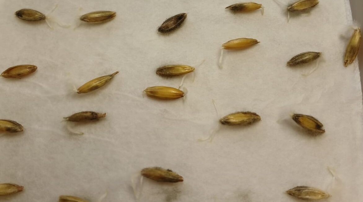 Комаричанам рассказывают о фитоэкспертизе семян