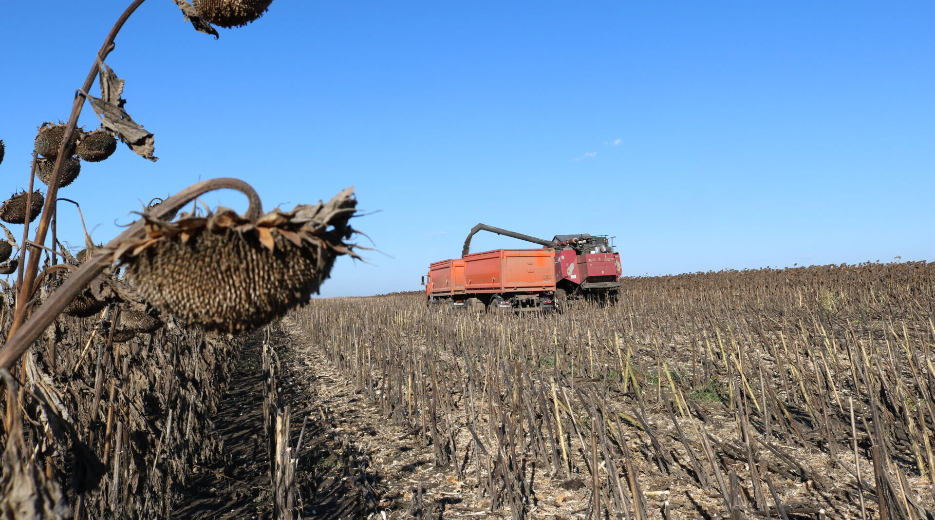 Современные методы работы приносят комаричским аграриям отличные результаты