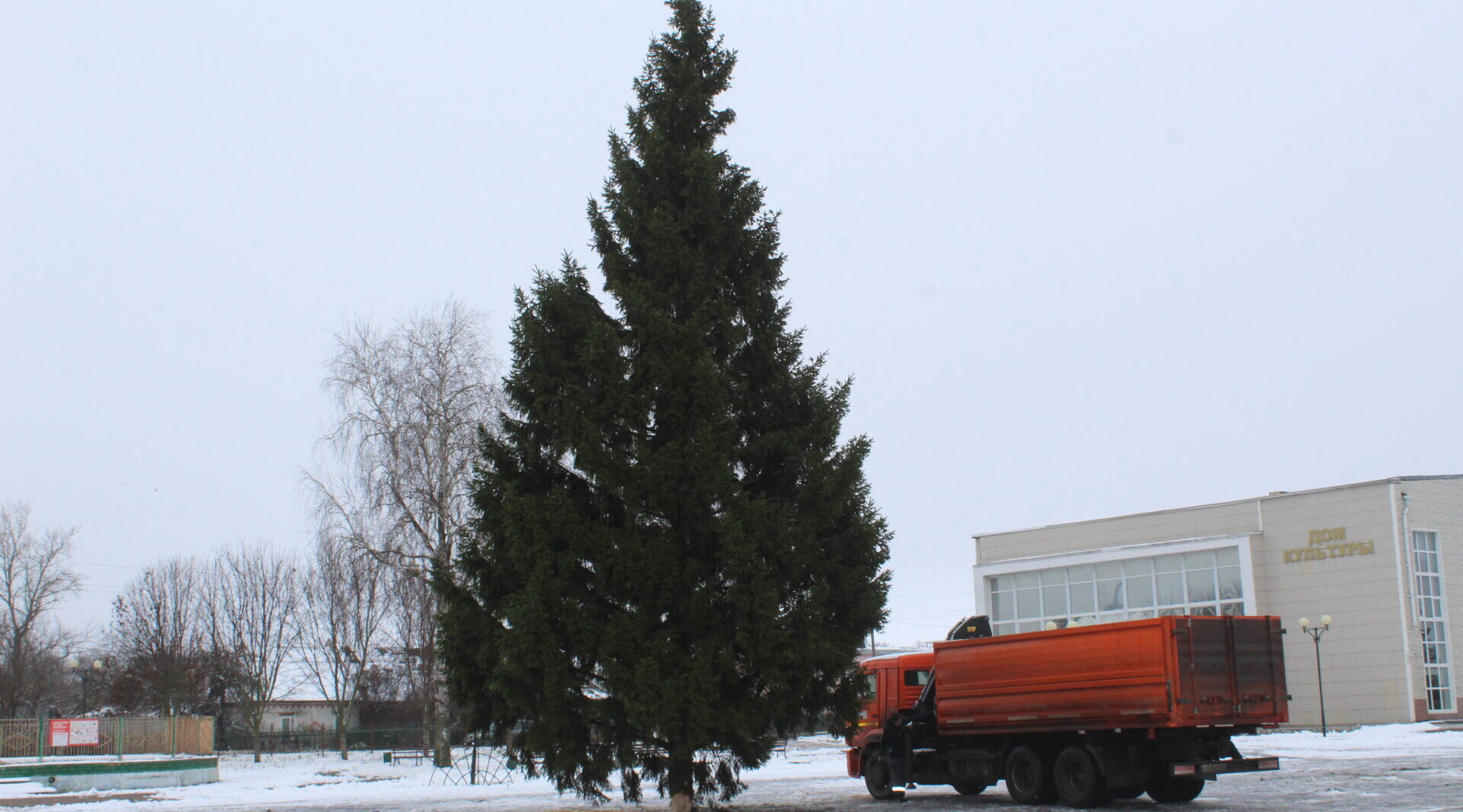 Зеленая красавица на главной площади: предновогоднее чудо в Комаричах
