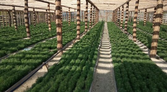 Лесоводы Брянской области обеспечены посадочным материалом для 2026 года