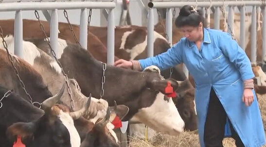 Брянские животноводы успешно справляются с вызовами холодной зимы