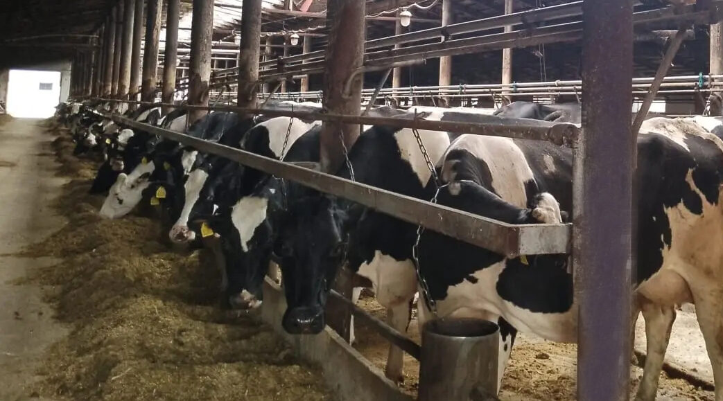 Животноводы «КомаричиАгро» сработали на отлично