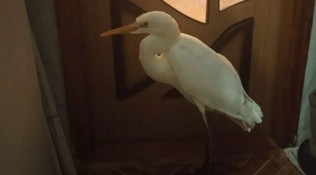 Жительница Комаричского района  спасла цаплю от верной гибели