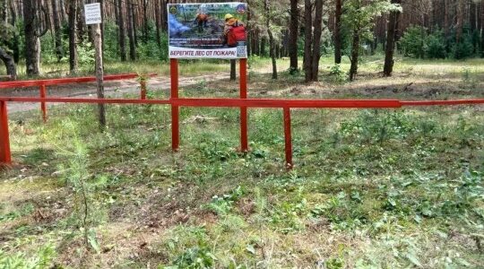 Охрана лесных массивов Брянской области